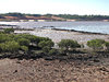 mangrove growth
