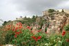 Poppies on Ronda's cliffs