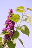 Flowering lilacs