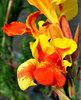 fiery flower2