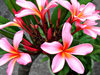 frangipani pink4