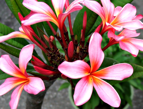Colorful Tropical Flowers
