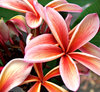 fiery frangipani3