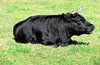 moo machine1