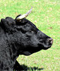 moo machine3