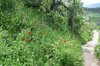 Hillside path