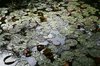 Lily pads