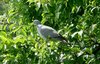 Dove