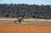 rural