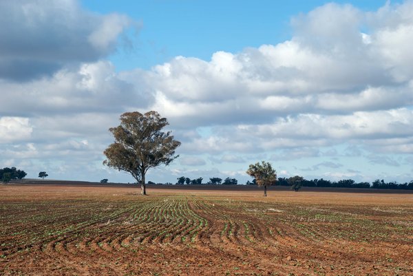 landscape: a crop rising from soil in landscape