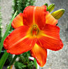 orange lily
