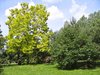 idyllic summer park landscape
