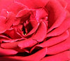 roses R red 2