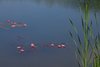 water lilys on a pond 2