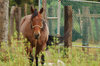 Brown horse