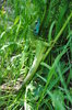 Lizard