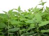 Nettles