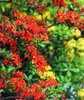 red on yellow