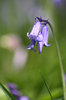 Bluebells