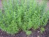 flax