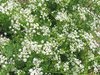 caraway