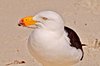 Seagull 3
