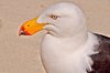 Seagull 1