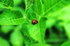 Ladybug