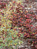 autumn wall colour1