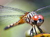 Dragonfly Close Up