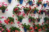 Wall pots