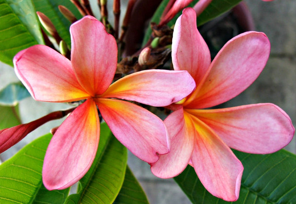 Colorful Tropical Flowers Frangipani Pink6 Colorful Tropical Flowers