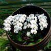 Orchid 10