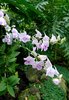 Orchid 26