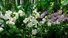 Orchid 24