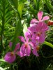 Orchid 22