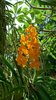 Orchid 20