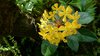 Orchid 18
