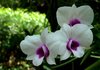 Orchid 16