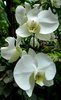 Orchid 12