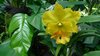 Orchid 8