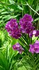 Orchid 7