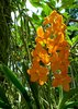 Orchid 6