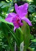 Orchid 4