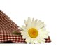 Margerit and chequered tablecl
