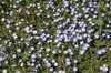 Bindweed flowers