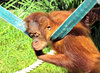junior redhead3