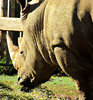 tough as a rhino1