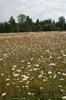 Daisy field