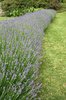 Lavender hedge